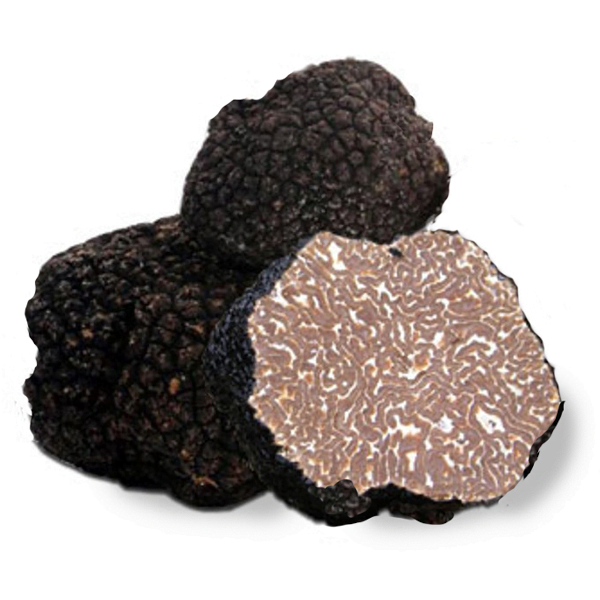 black summer truffle